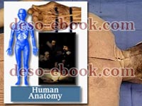 Human Anatomy