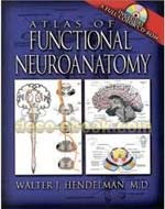 Neuroanatomy