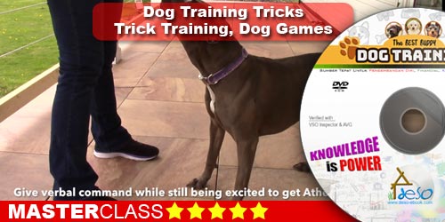 Dog Training Tricks