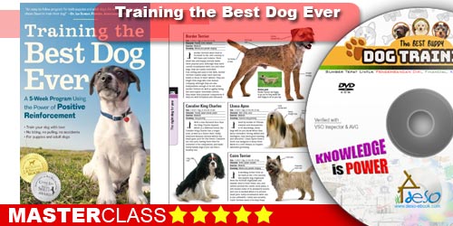 Training the Best Dog Ever